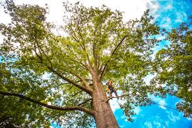 Best Hazardous Tree Removal  in Corpus Christi, TX